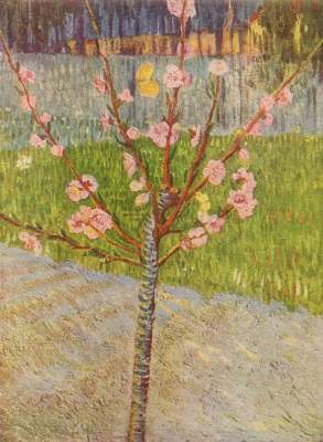 Blühender Pfirsichbaum Slg. V. W. van Gogh