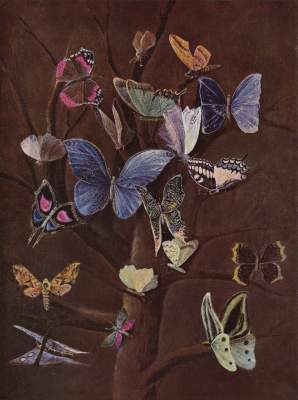 Schmetterlinge Privatbesitz (1945 zerstört)